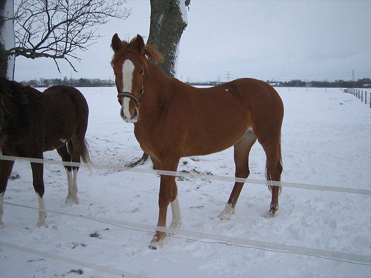 Dansk Varmblod La Marissa billede 4