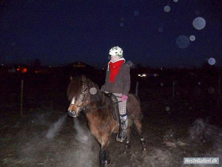 Welsh Pony (sec B) Dusty! Mit eventyr!<3 - Miss you .. ;s billede 9