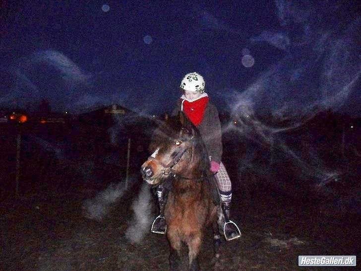 Welsh Pony (sec B) Dusty! Mit eventyr!<3 - Jeg elsker dig!! <3 billede 10