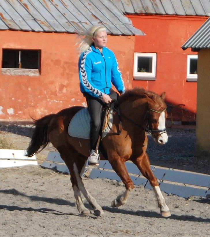 DSP Phønix AM *Solgt - Sidste dressur på Hoppe bolden! foto: Ditte billede 6