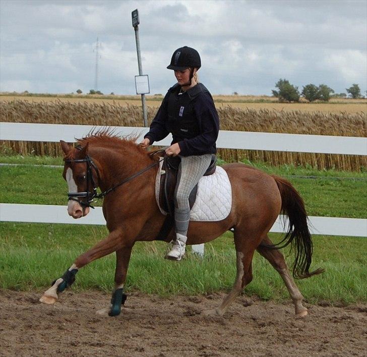 DSP Phønix AM *Solgt - Sikke en stor galop for en lille pony ;) Foto: Ditte billede 7