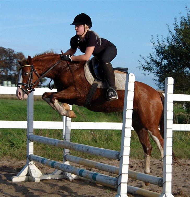 DSP Phønix AM *Solgt - Spring ponyen gir den gas, og kaster mig halvt ud af sadlen :) 2010 billede 14