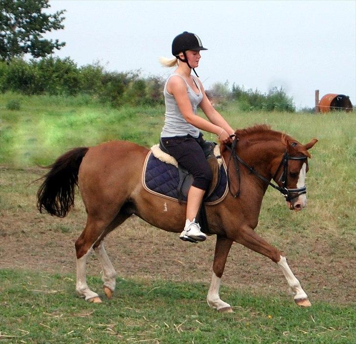 DSP Phønix AM *Solgt - Hjemme ved Ditte, inden han kom ud på gården. 2010. Starter klasse med ny tøjstil ;) . Foto: Ditte billede 16