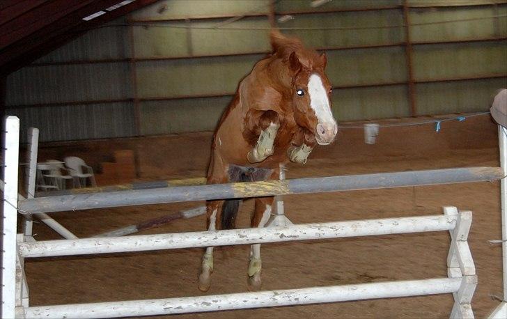 DSP Phønix AM *Solgt - *NYT!! Phønix på 130, springer lige 110 uden problemer :)  Foto: Mig billede 17