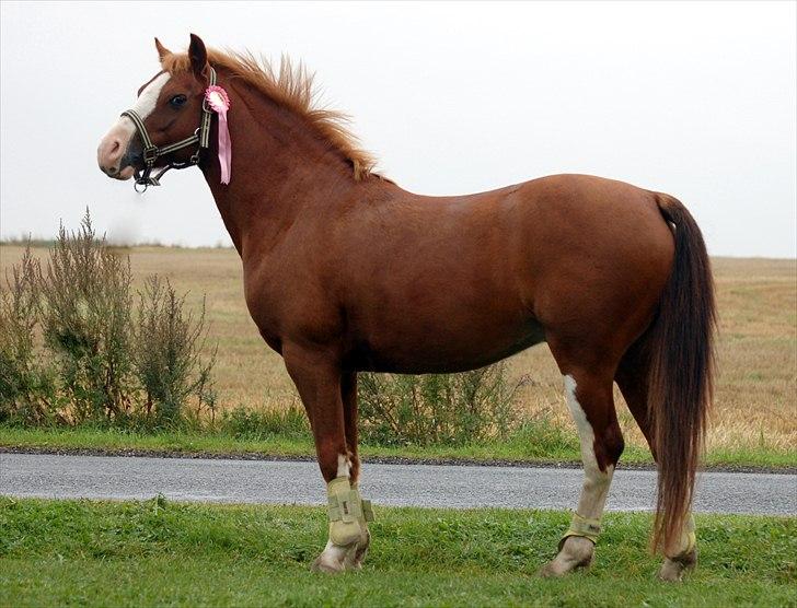 DSP Phønix AM *Solgt - Efter spring stævne :) Clear round. Og en lidt bøsset pony ;) Foto: Ditte billede 20