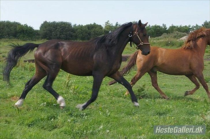Anden særlig race Mr. Hot Chokolate Fudge billede 8