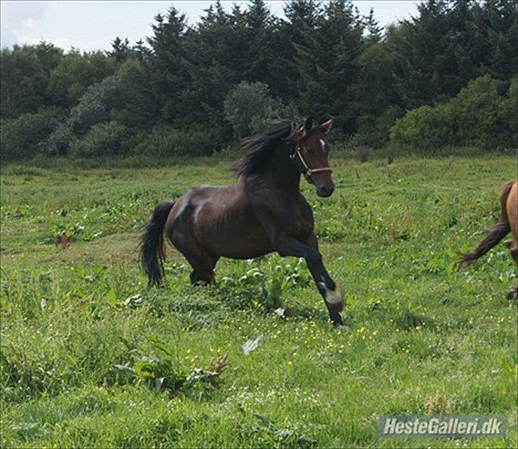 Anden særlig race Mr. Hot Chokolate Fudge billede 10