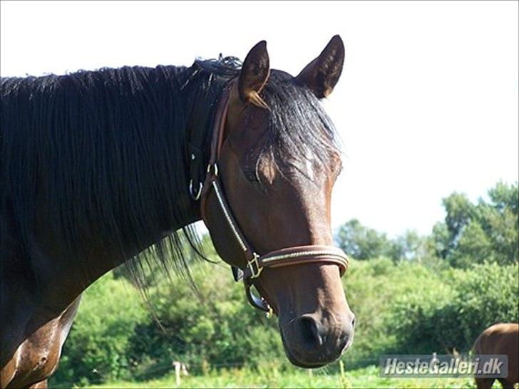 Anden særlig race Mr. Hot Chokolate Fudge billede 11