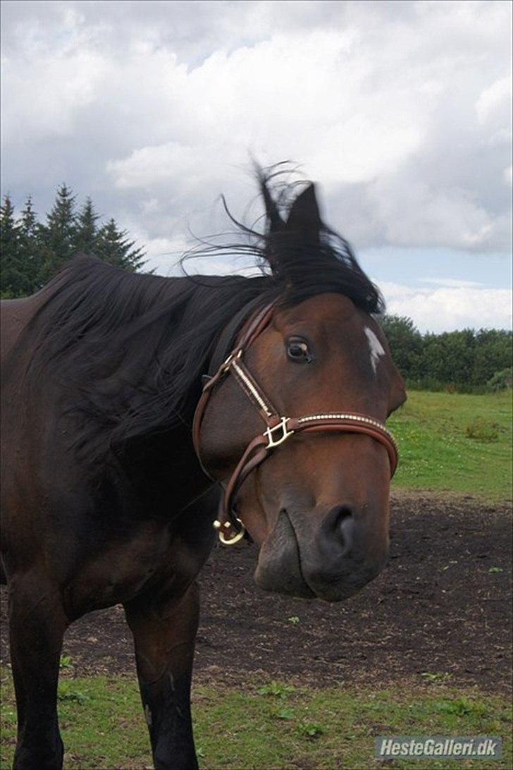 Anden særlig race Mr. Hot Chokolate Fudge billede 12