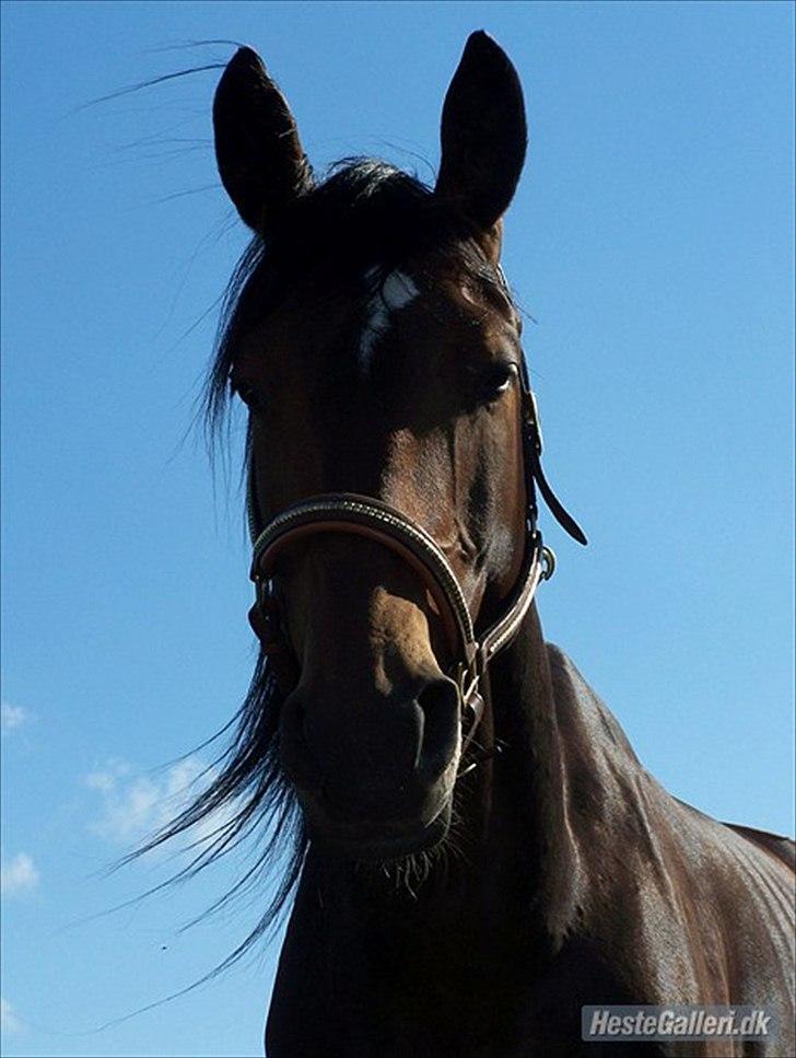 Anden særlig race Mr. Hot Chokolate Fudge billede 13