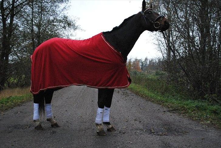 Anden særlig race Mr. Hot Chokolate Fudge billede 14
