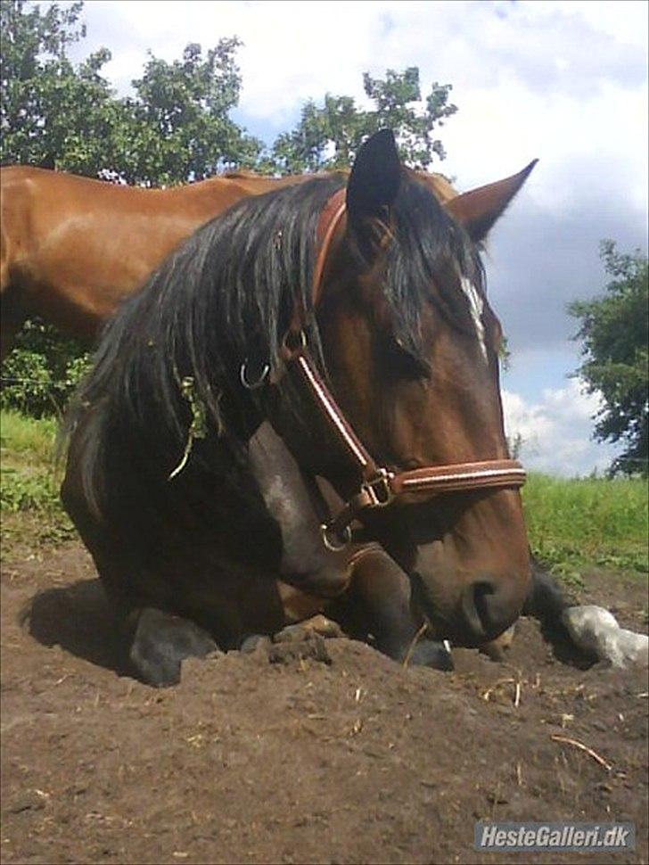 Anden særlig race Mr. Hot Chokolate Fudge billede 15