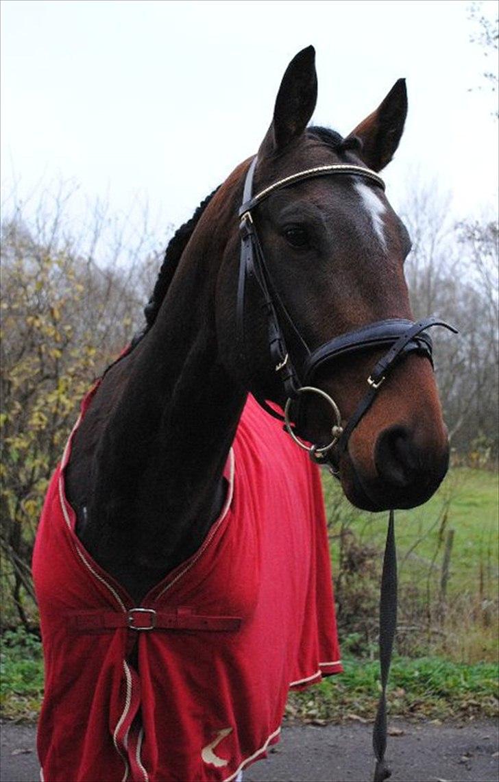 Anden særlig race Mr. Hot Chokolate Fudge billede 16