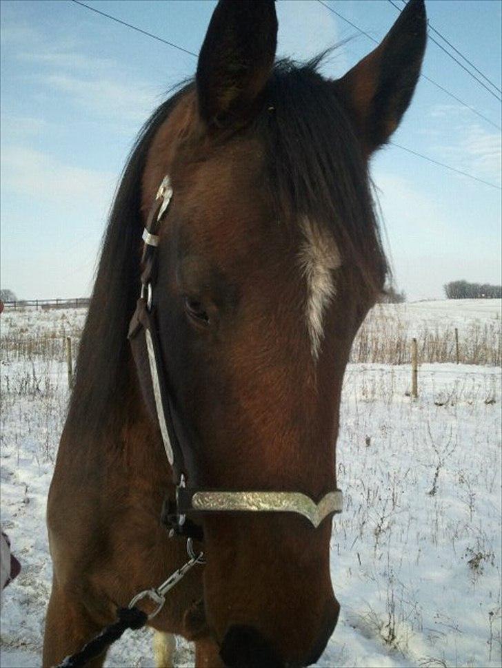 Anden særlig race Mr. Hot Chokolate Fudge billede 17