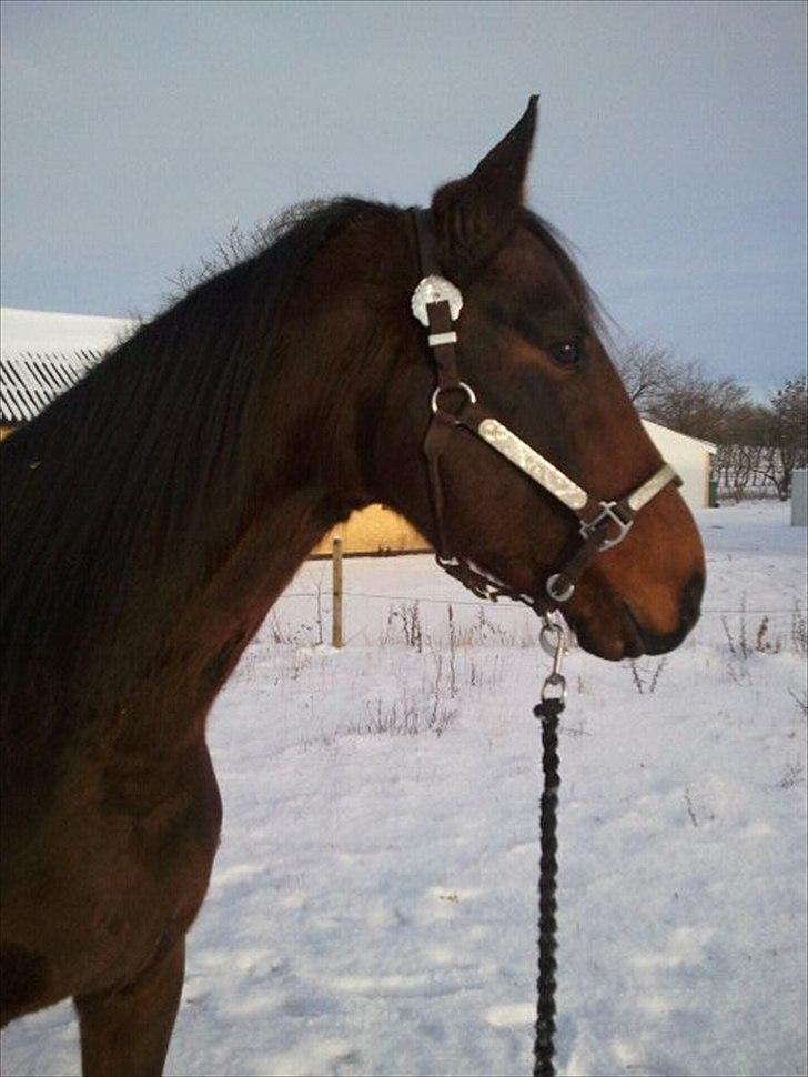 Anden særlig race Mr. Hot Chokolate Fudge billede 18