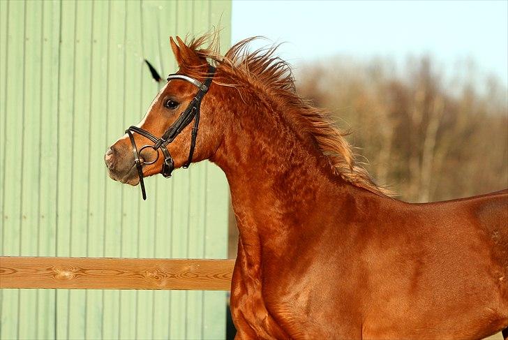 Arabisk fuldblod (OX) DY Shahlia - Anden gang med trense på, 20. januar 2011. Foto: Mig billede 12