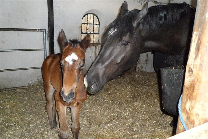 Oldenborg Black Diamond (solgt) - Diamond dagen efter hun folede.  billede 8