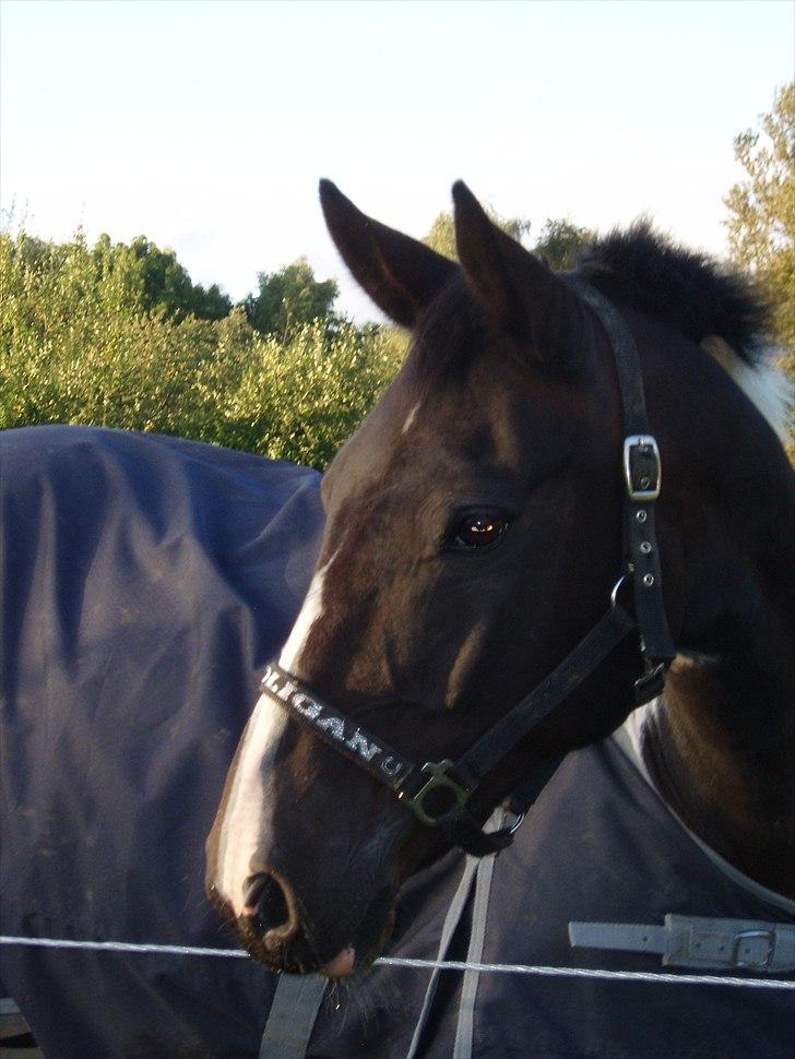 Paint Cosmo. mit hjerte barn  - min smukke cosmo billede 2