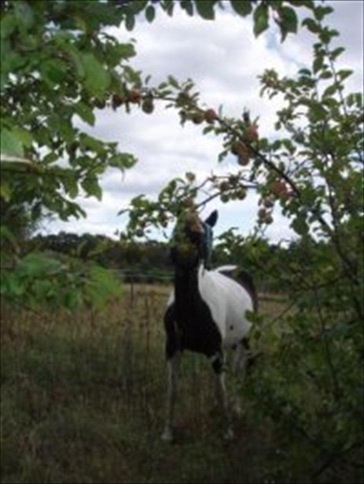Paint Cosmo. mit hjerte barn  - cosmo er på æble rov...   billede 3