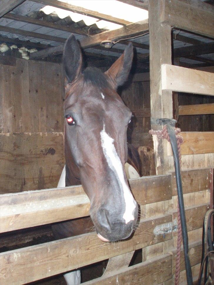 Paint Cosmo. mit hjerte barn  - cosmo smukke hoved billede 4