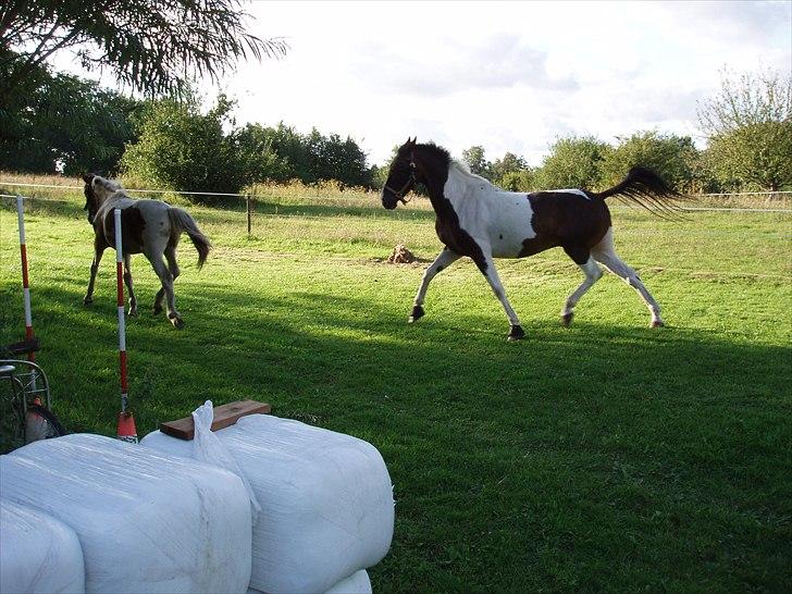 Paint Cosmo. mit hjerte barn  - fuld fart frem billede 6