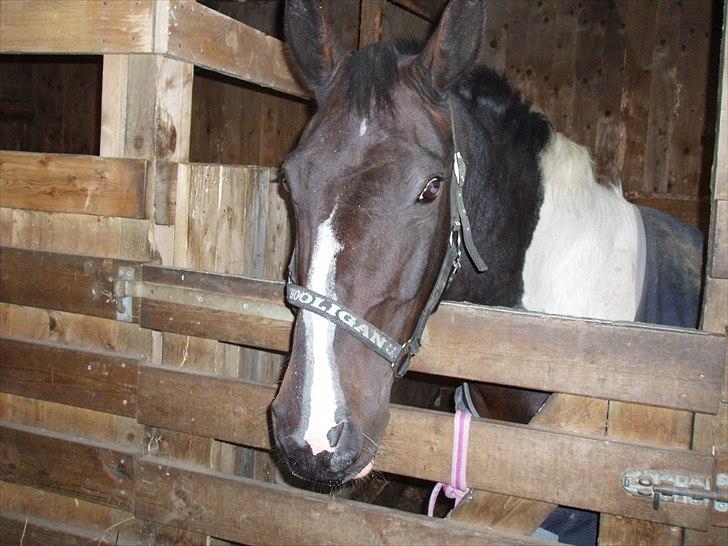 Paint Cosmo. mit hjerte barn  - cosmo igen billede 7