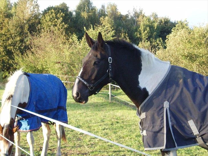 Paint Cosmo. mit hjerte barn  - cosmo på fold billede 8