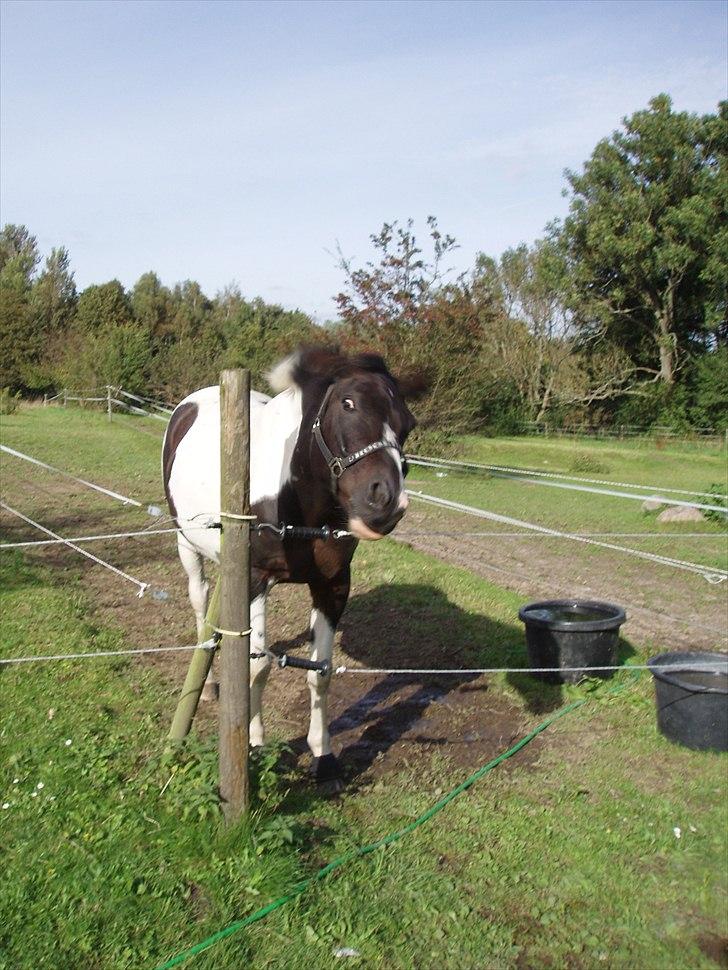 Paint Cosmo. mit hjerte barn  - gad vide om man kan flyve lige som dumbo hvis man ryster ørene billede 9