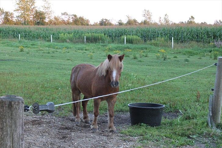 Shetlænder  Kobjerggård's Jonatan  - god dag håber i kan lide mine bilder billede 1