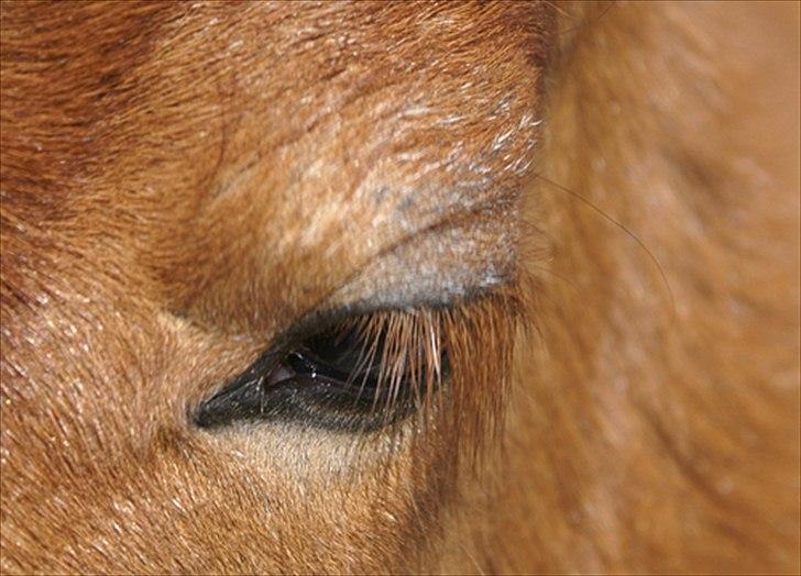 Shetlænder  Kobjerggård's Jonatan  - hans øje  billede 4