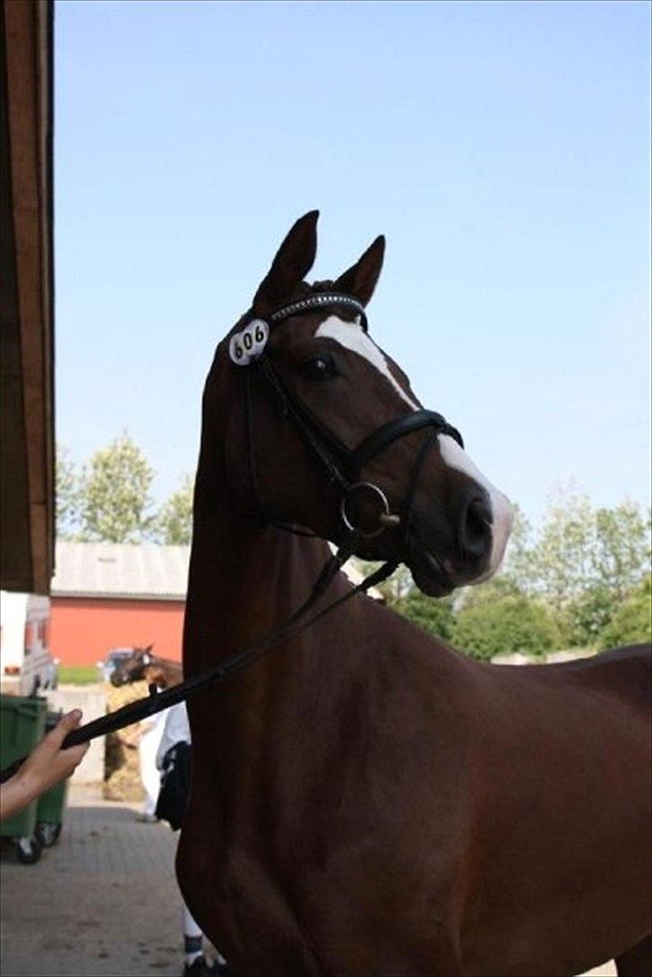 Dansk Varmblod Vestergårdens Donavill - Velkommen til Smukke donavill billede 3