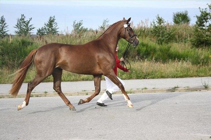 Dansk Varmblod Vestergårdens Donavill billede 4