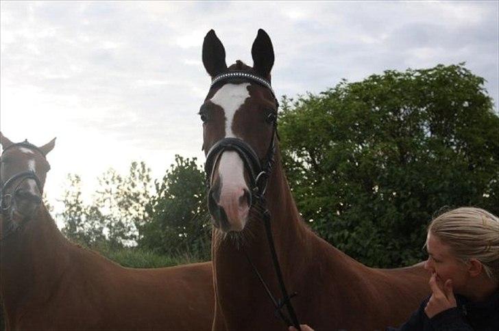 Dansk Varmblod Vestergårdens Donavill billede 5