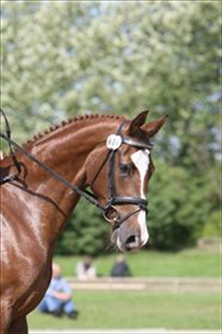 Dansk Varmblod Vestergårdens Donavill billede 6