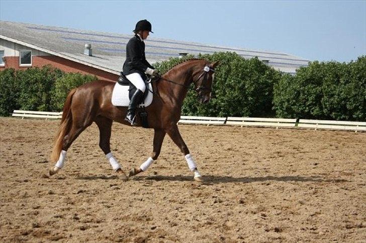 Dansk Varmblod Vestergårdens Donavill billede 7