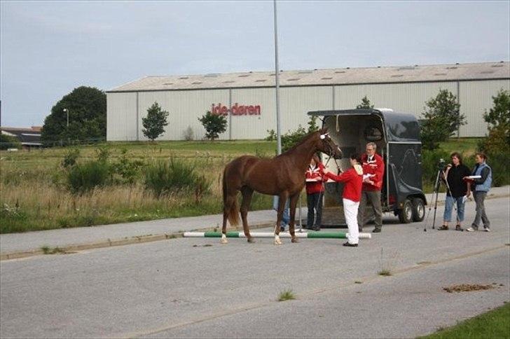 Dansk Varmblod Vestergårdens Donavill billede 8