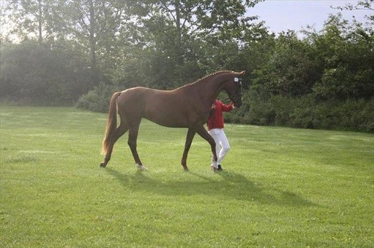 Dansk Varmblod Vestergårdens Donavill billede 9
