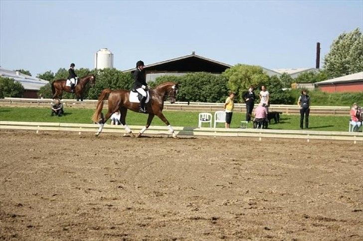 Dansk Varmblod Vestergårdens Donavill billede 10