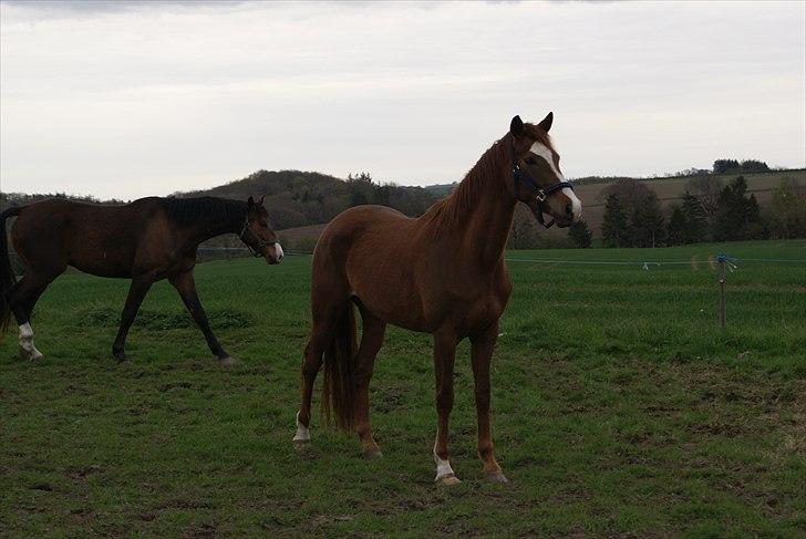 Dansk Varmblod Vestergårdens Donavill billede 11