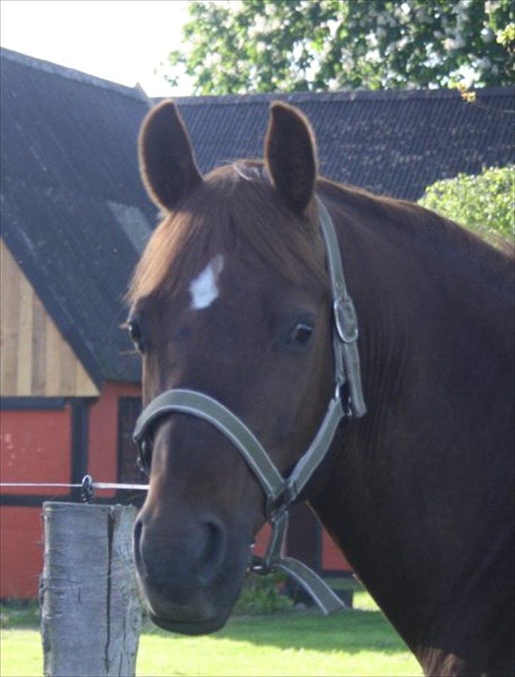 Anden særlig race bounty billede 2