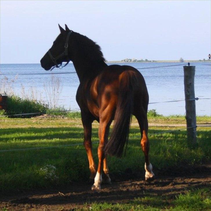 Anden særlig race bounty billede 4