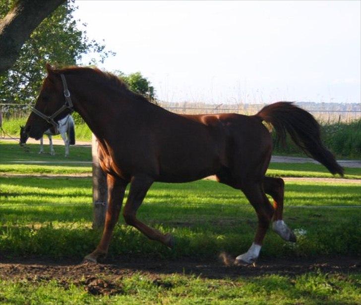 Anden særlig race bounty billede 5