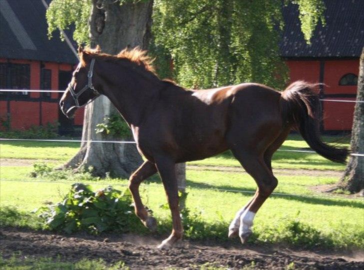 Anden særlig race bounty billede 7