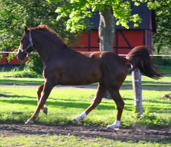Anden særlig race bounty billede 8