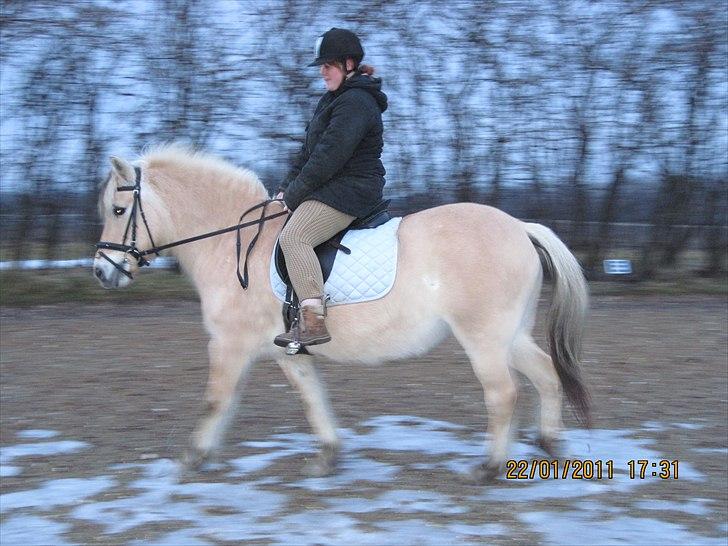 Fjordhest Indianna - Mig og Indi dressur på udebanen billede 9