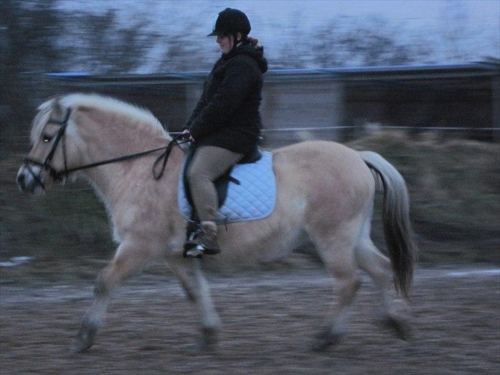 Fjordhest Indianna - Mig og Indi (undskylder den dårlige kvalitet) billede 10