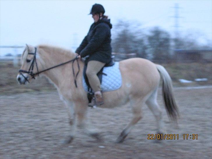 Fjordhest Indianna billede 13