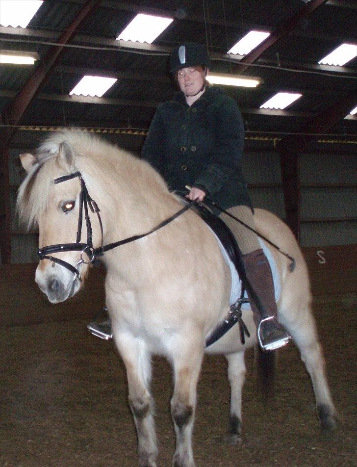 Fjordhest Indianna - Mig og Indi billede 14