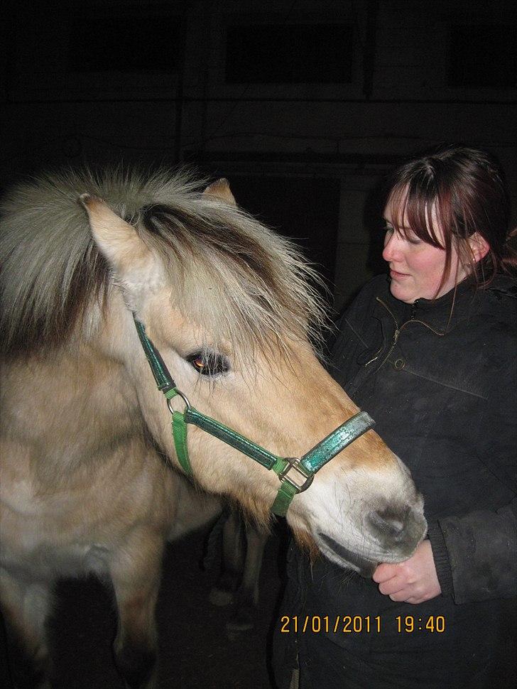 Fjordhest Indianna billede 16