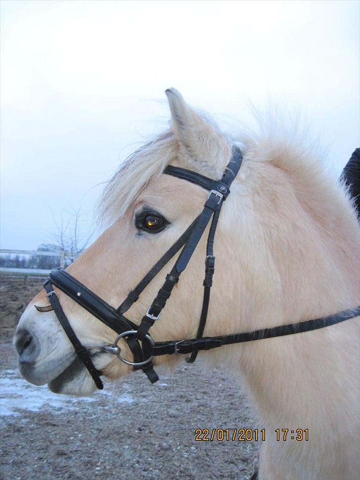 Fjordhest Indianna billede 17